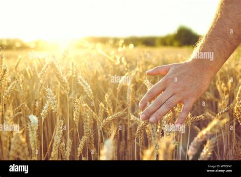 Wheat Field Ears Of Golden Wheat Beautiful Sunset Landscape Background Of Ripening Ears Ripe