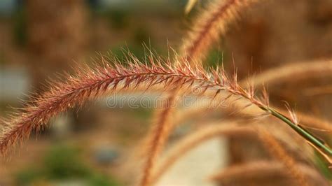 Beautiful Grass Ear Spikes At The Sunset Stock Photo Image Of Zenlike