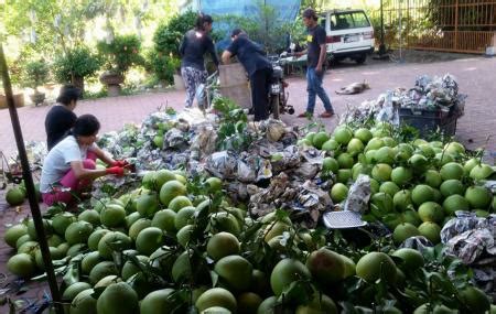 This farm has many trees of pomelo fruits and is open to public. Ladang Limau Tambun Gochin
