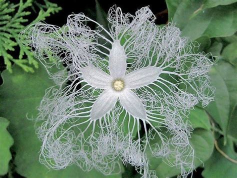 Indoor flower blossom dracaena trifascia snake plant asparagaceae family high quality print. Random Stuff: The serpent gourd flower