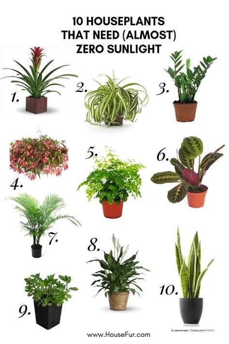 10 Houseplants That Need Almost Zero Sunlight House Plants Indoor