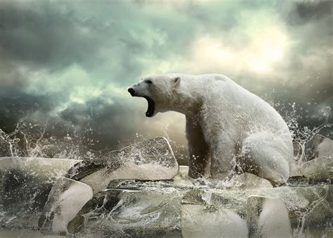 White Polar Bear Howling Hd Wallpaper Wallpaper Flare