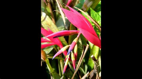 Now, here's where it gets interesting. My Queen's Tears Bromeliads (Billbergia Nutans) are in ...