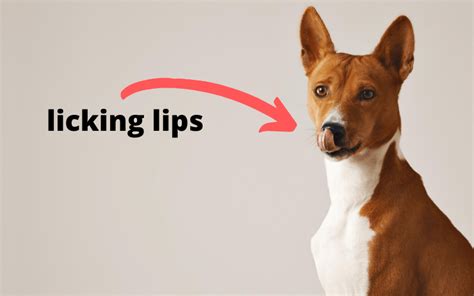 Dog Body Language 101 Understanding Dog Communication