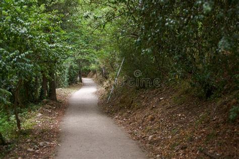 Path Surrounded By Green Trees With Dry Brown Leaves On The Ground