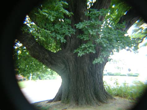 The Worlds Largest Sassafras Tree Lives In Owensboro Kentucky