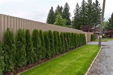 Best Plant Hedges Fence For Small Space Home Decorating Ideas