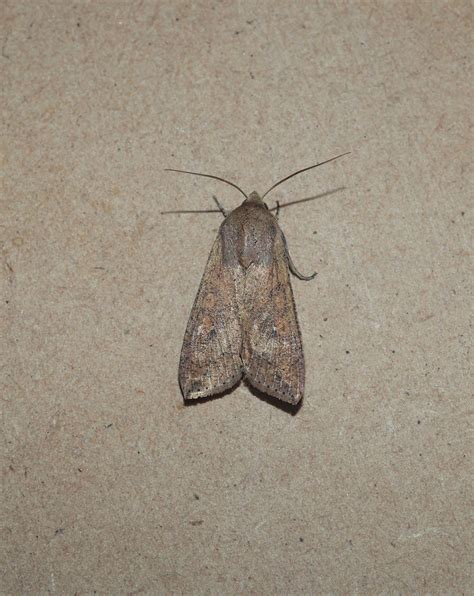 Northern Armyworm From Havelock North New Zealand On February