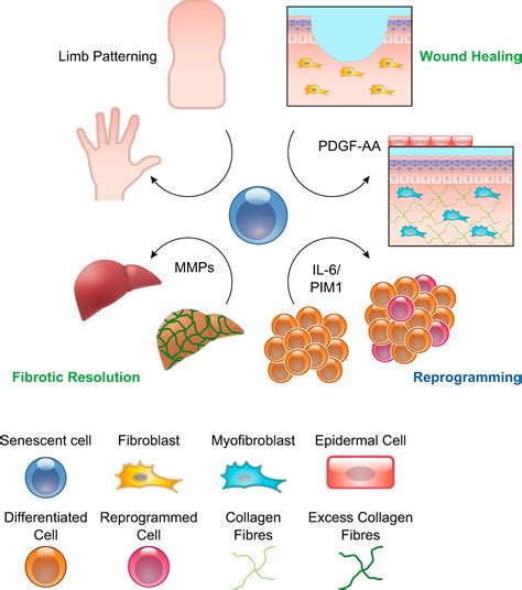 Cellular Senescence Aging Cancer And Injury Physiological Reviews