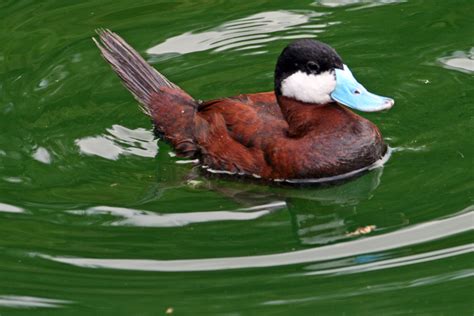Pictures Of Duck Blue Billed Animal Photos