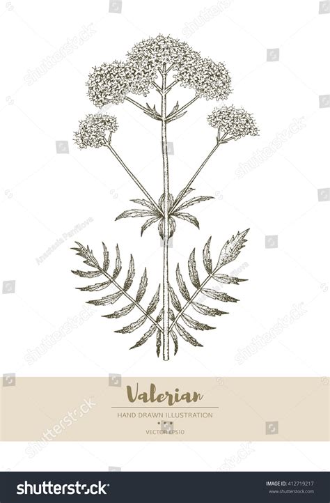 Vector Hand Drawn Valerian Plant Illustration Stock Vector Royalty