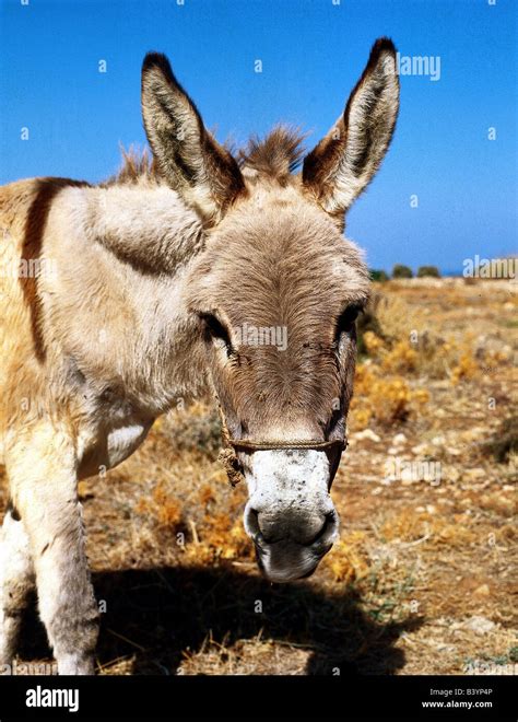 Zoology Animals Mammal Mammalian Donkey Detail Head Animal