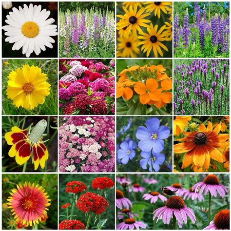 Perennial Flower Seed Varieties Home And Garden Reference