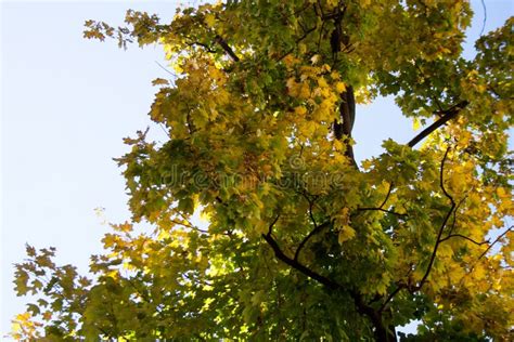 Maple Tree Branch Foliage On Autumn Day Stock Photo Image Of