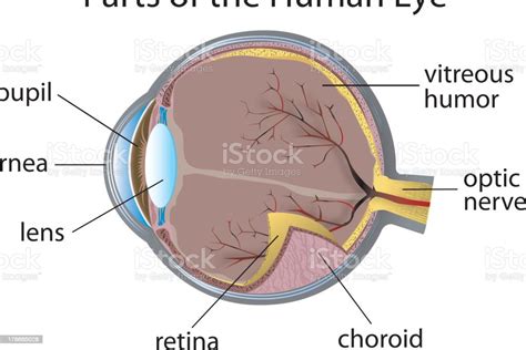 Diagram Of The Human Eye With Parts Labeled Stock Illustration