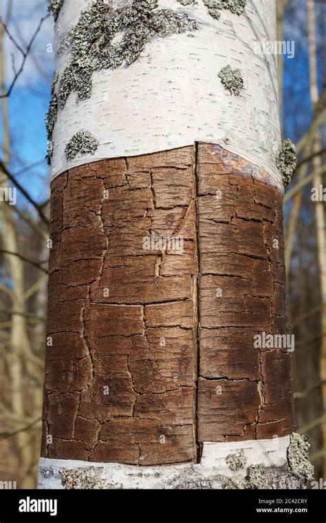 Closeup Of Birch Tree Trunk From Which Bark Has Been Peeled Off