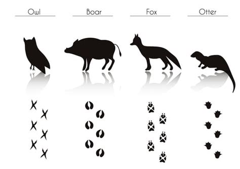 Animals With Footprint Silhouette Vector Material Eps Uidownload