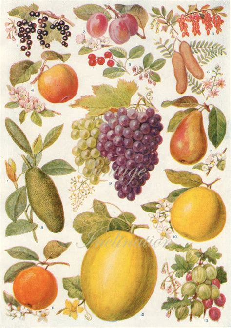 Antique Print Fruits In Many Colors 1920 Lithograph Botanical Etsy