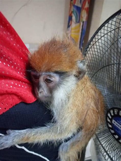 Cute And Adorable Baby Capuchin Monkeys For Adoption Exotic Animals