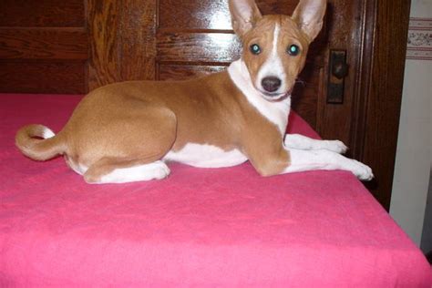 Adorable Akc Basenji Puppies Fanconi Free For Sale Adoption From