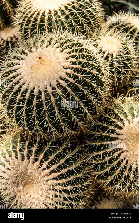 Golden Ball Cactus Echinocactus Grusonii Golden Barrel Cactus Mother
