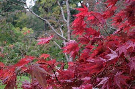 Red Japanese Maples At Powerscourt Estate Wicklow Ireland