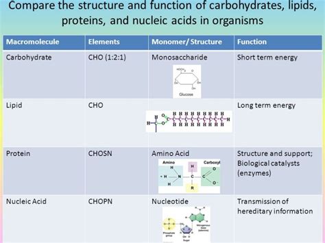 Compare The Chemical Structure And Functions Of Carbohydrates Lipids Proteins Nucleic Acids