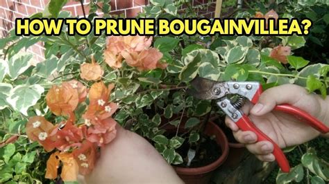 How To Prune Bougainvillea Youtube