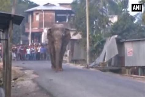 Elefante selvagem invade cidade da Índia e causa pânico O Popular