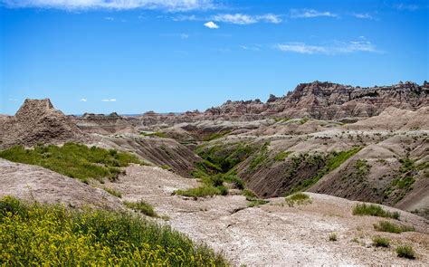 Flowers In The Badlands Photograph By John M Bailey Fine Art America