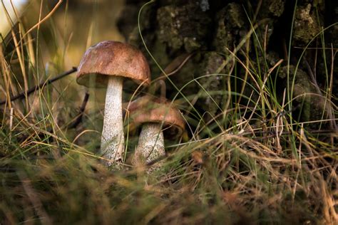Free Images Nature Forest Grass Wildlife Autumn Fauna Fungus