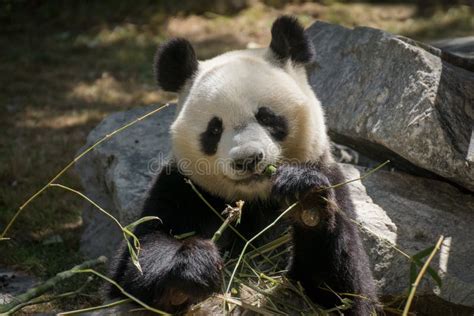 Adult Female Of Giant Panda Stock Photo Image Of Chengdu Endangered