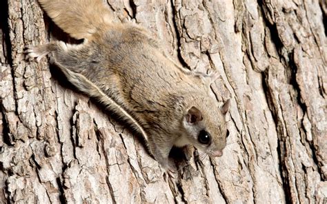 Southern Flying Squirrels The Free Weekly