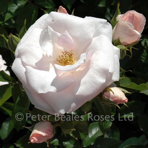 Many Happy Returns Shrub Rose Peter Beales Roses The World