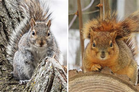 Whats The Difference Eastern Fox Squirrel Vs Eastern Gray Squirrel