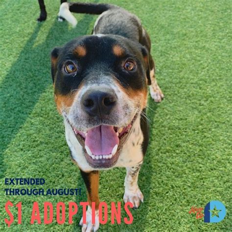 Please read prior to completing an application. $1 DOLLAR DOG ADOPTIONS! 🐶 Visit: www.dallascityhall.com ...