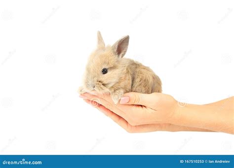 Bunny Rabbit In Female Hands Stock Image Image Of Female Hair 167510253