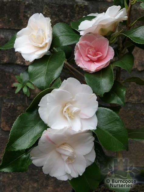 Camellia Pink Clouds From Burncoose Nurseries