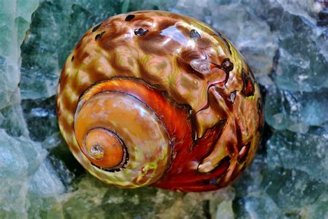 The crossword solver found 20 answers to the sea snail crossword clue. Sea Snail Shell Photograph by Werner Lehmann