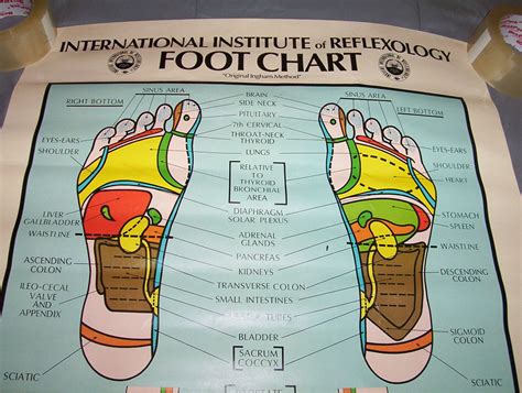 Vintage International Institute Of Reflexology Foot By Ozarksfinds
