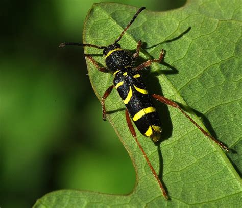 Imgp3341 2 Wasp Beetle Clytus Arietis Linneaus 1758 Leif G