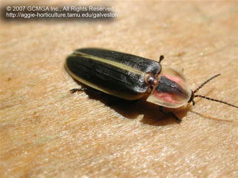 Beneficial Insects In The Garden 40 Lightning Bug Firefly Photinus Sp