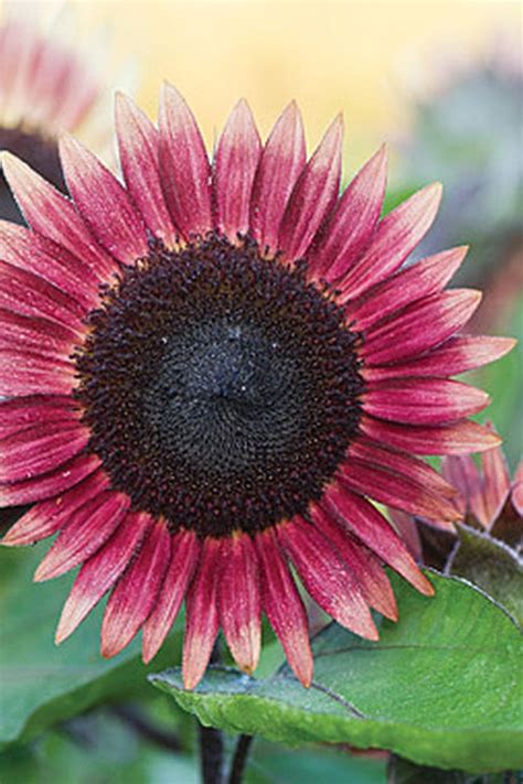 12 Of The Most Incredible Seeds You Can Buy Online Pink Sunflowers