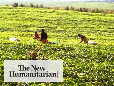 The New Humanitarian Tough Working Conditions And Risky Sex On Tea
