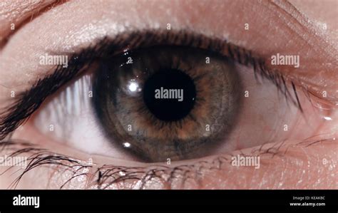 Eye Pupil Reaction To Light Humans Eye Macro Shot With Light Flash