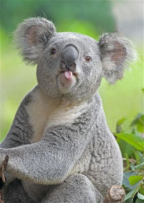 Koala Bear So Cute Dump A Day