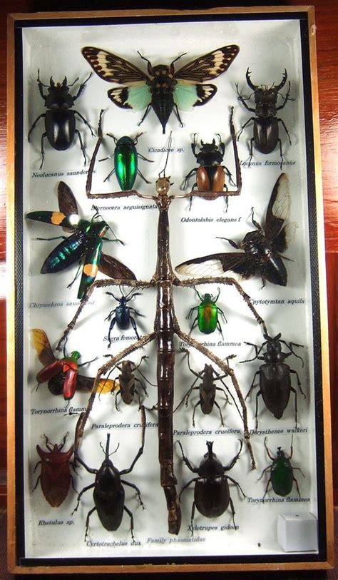 Real Butterfly Insect Bug Taxidermy Display In Framed Box Big Set T