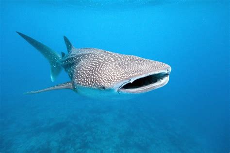 Swimming With Whale Sharks In Western Australia Travel Insider