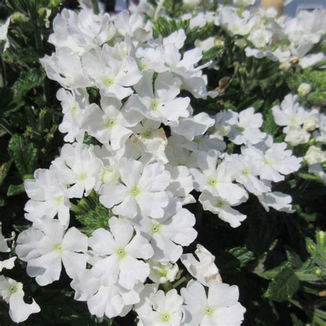 Welcome To Clesen Wholesale Verbena Firehouse White