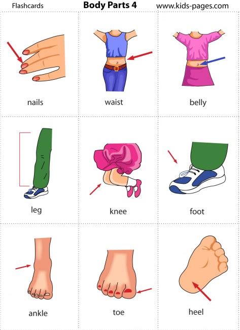 Body parts diagram for kids. ENGLISH LESSONS - Children: LESSON 3 - Body Parts